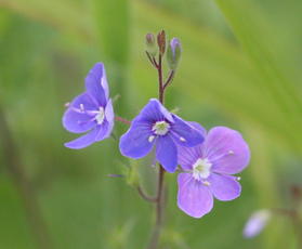 Groby, Ratby Road Verge