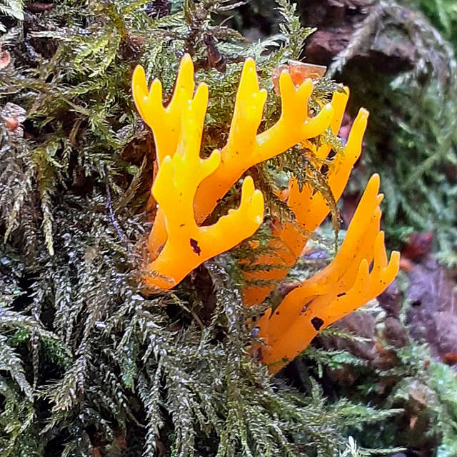 Yellow Stagshorn