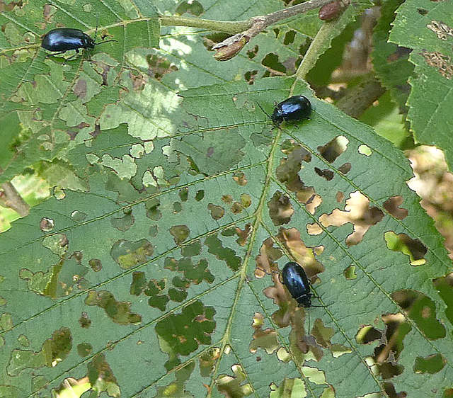 Alder Leaf Beetle