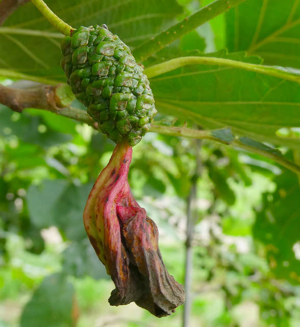 Alder Tongue