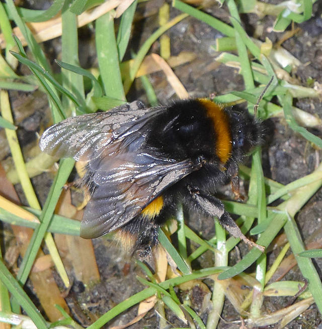 Buff-tailed Bumblebee
