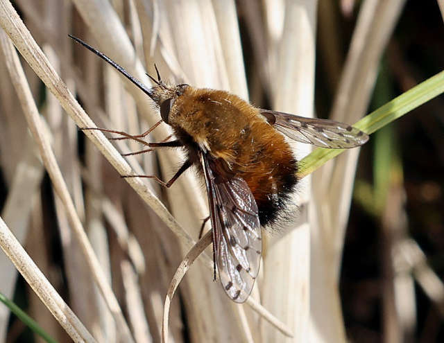 Dotted Bee-fly