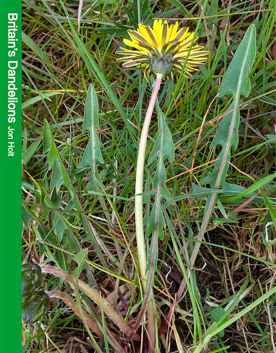Britains Dandelions Cover