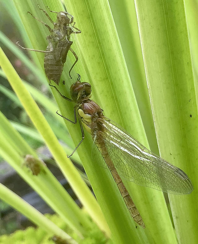 Common Darter
