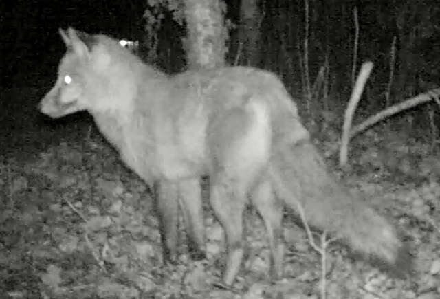 Fox