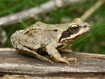 frog