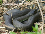 snake