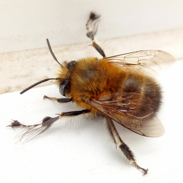 NatureSpot Challenge - Hairy-footed Flower Bee