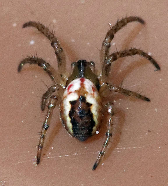 Mangora acalypha