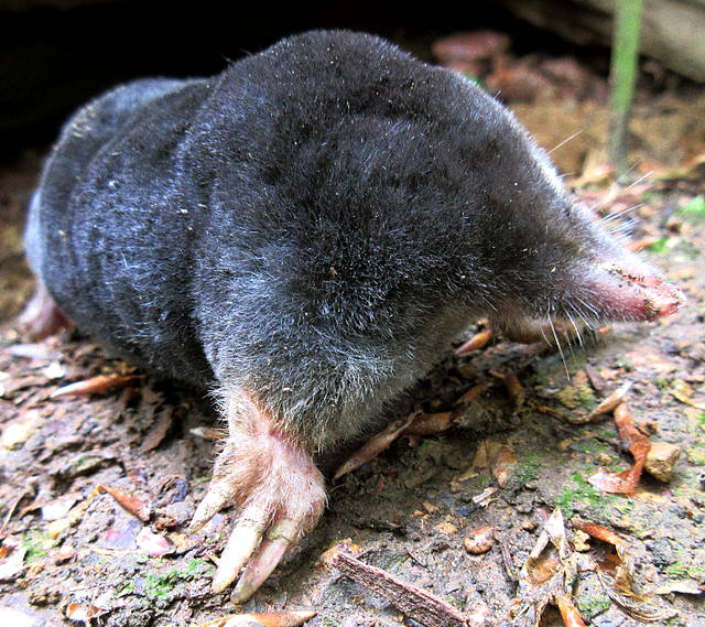 Mole