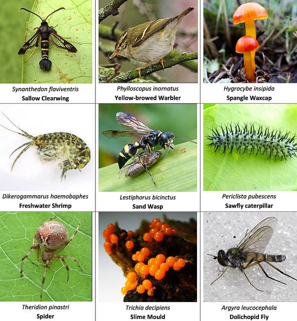 NewSpecies2024