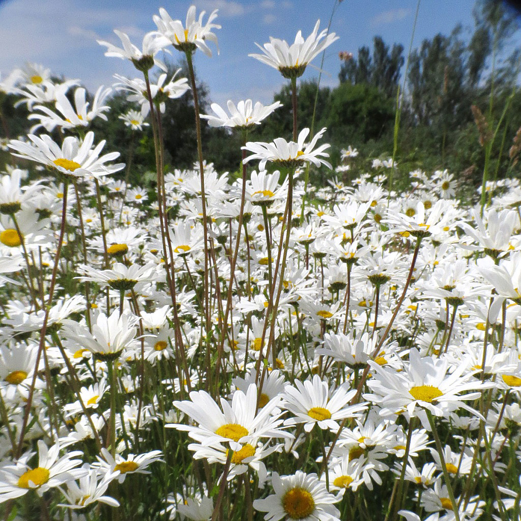Oxeye Daisy