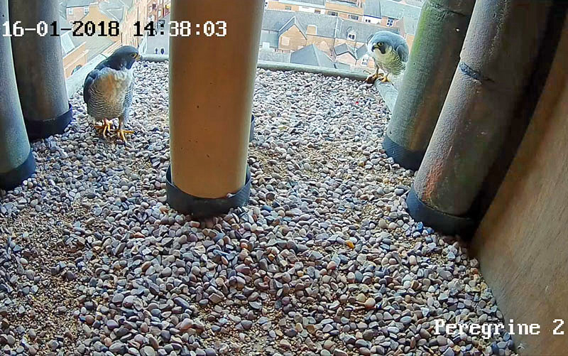 Winterwatch? Nah, Peregrinewatch!
