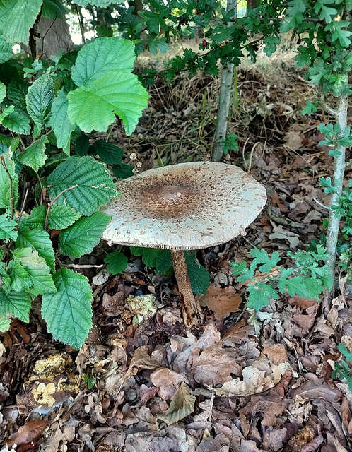 Parasol Mushroom