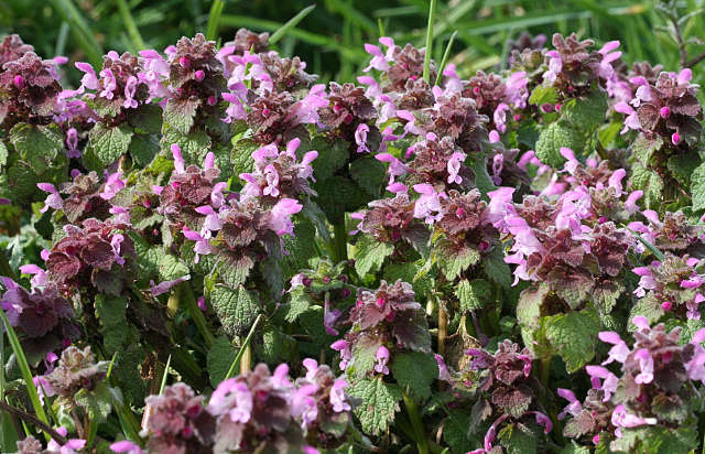 Red Dead-nettle 