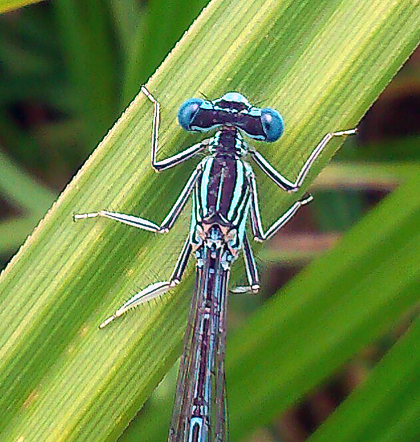 White-legged Damselfly