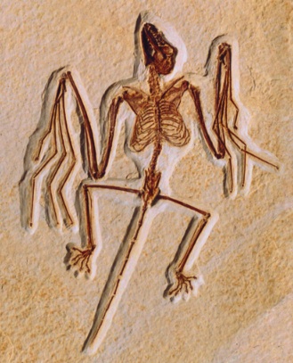 Bat fossil