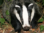 mammals