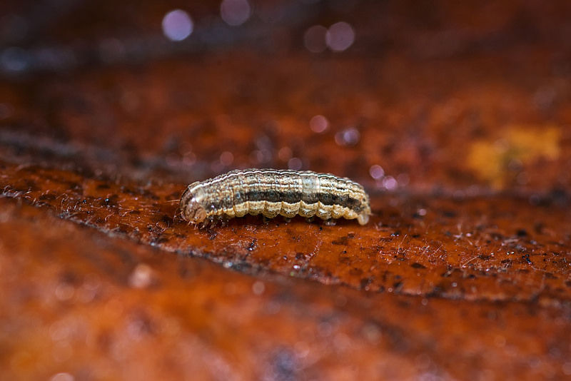 Caterpillar