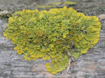 lichen