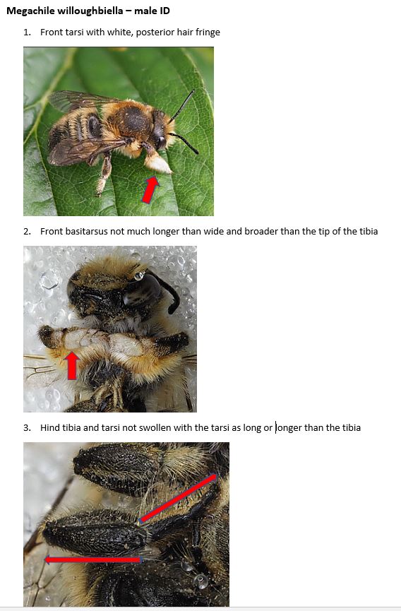 bee id