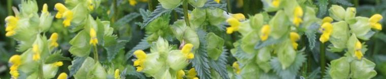 yellow-rattle