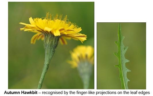 Autumn Hawkbit