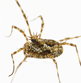 A photo of a harvestman against a white background.