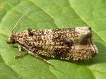 moth