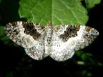 moth