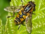 hoverfly