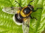 hoverfly