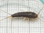 silverfish
