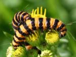 caterpillar