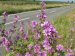 wildflowers