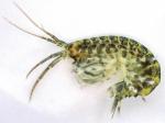 crayfish, woodlice & other crustaceans