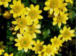 wildflowers