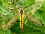 cranefly