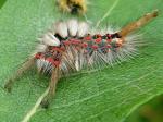 caterpillar
