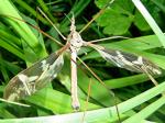 cranefly
