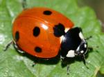 beetle