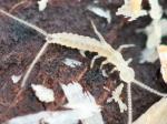 springtails & bristletails