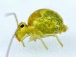 springtails & bristletails