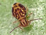 springtails & bristletails