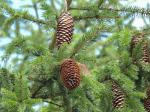 trees, shrubs & climbers