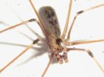 spiders