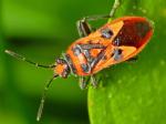 bug