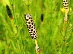 ferns & horsetails
