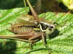 grasshoppers & crickets