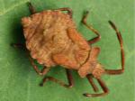 nymph